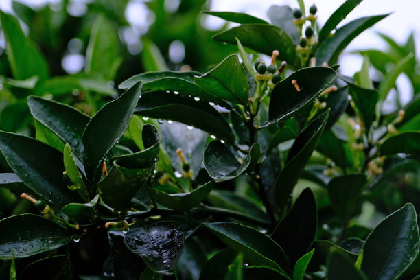leaves in the rain in the garden