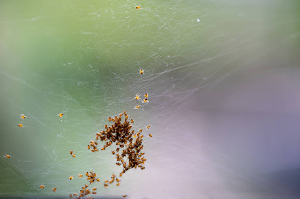 istock Lots of spider babies in the web 2155422047