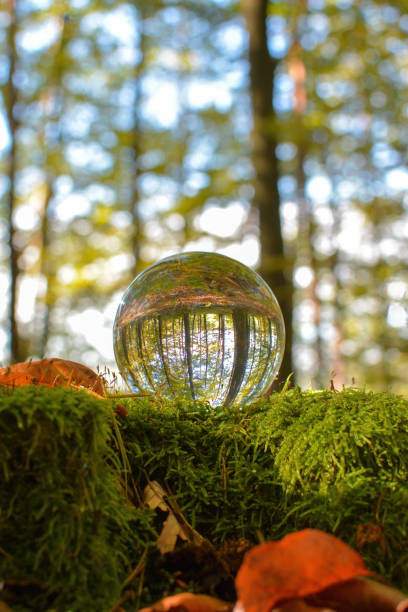 istock Trees in the forest are reflected in a ball 2155422588