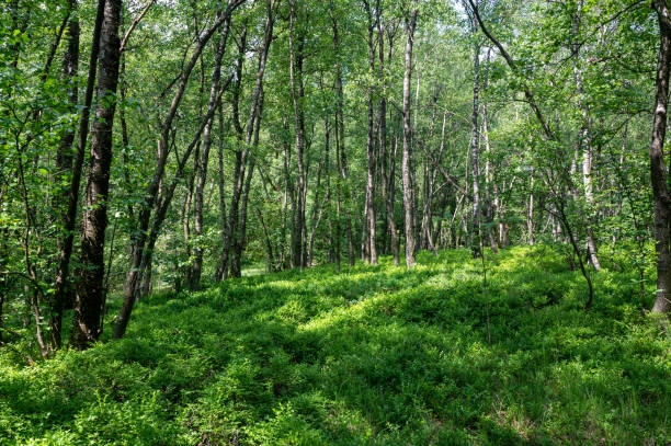 istock Birches in a forest in the sun light 2155423718
