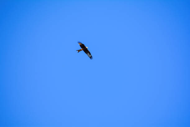 Red kite  ( Milvus milvus ) flying high in the blue sky