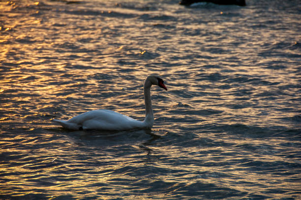A white swan swims in the blue water
