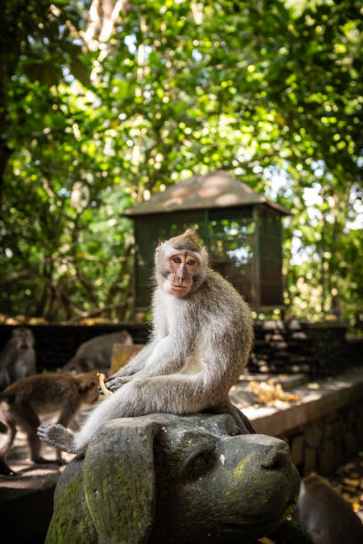 istock Monkey chilling out on the top of a statue 2155424078