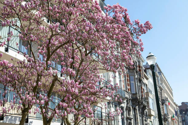 istock Cherry blossom tree in front of apartment buildings 2155424583