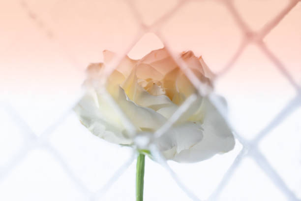 A lovely single white rose on a graduated pink background seen through a white crosshatch gelatine
