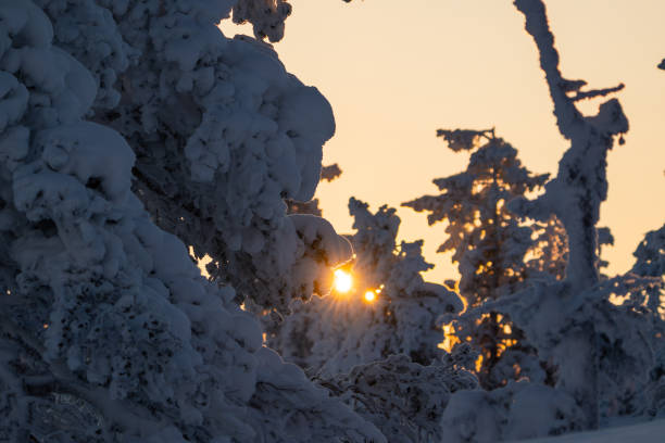 istock Golden light shining through pine trees filled with snow during winter 2155428894