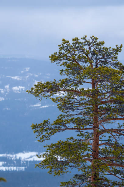 istock A pine tree during winter in the Norwegian mountains 2155428925