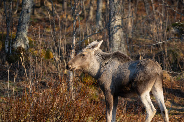 Young female moose in forest, sunlit, high detail, eye level and eye focus