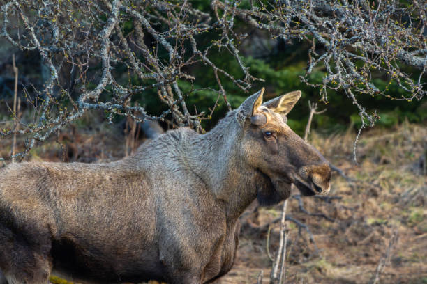 istock Moose bull with small antlers under tree, feeding 2155429119