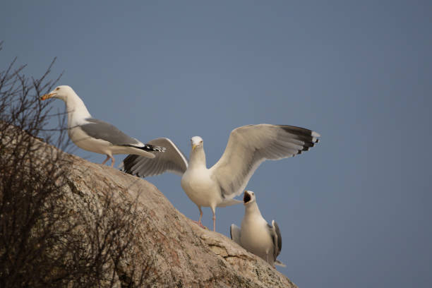 European Herring Gulls at cliff face posing for camera