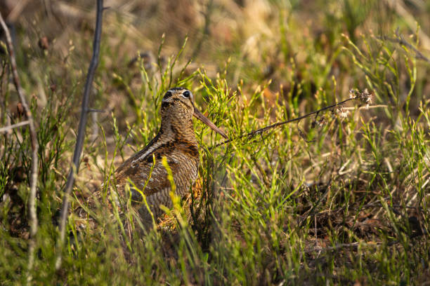 Common snipe in woodlands in sunlight, high detail Common snipe in woodlands in sunlight, high detail, eye level and eye focus common snipe stock pictures, royalty-free photos & images