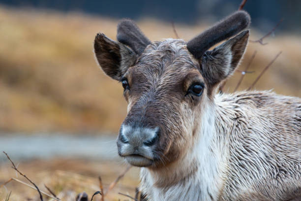 A young reindeer chewing grass, portrait, high detail, eye focus and eye level