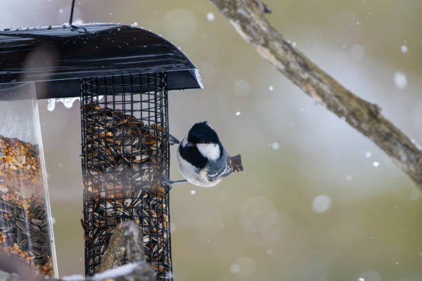 istock Coal tit on bird feeder looking directly into camera white it is snowing, close-up 2155429860