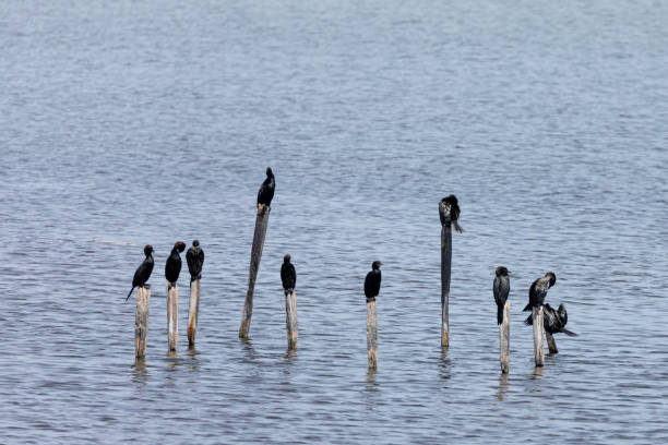 A group of Pygmy Cormorants, Microcarbo pygmaeus, standing on wooden stakes in the water at Poda Nature Reserve on the Black Sea coast, Bulgaria.