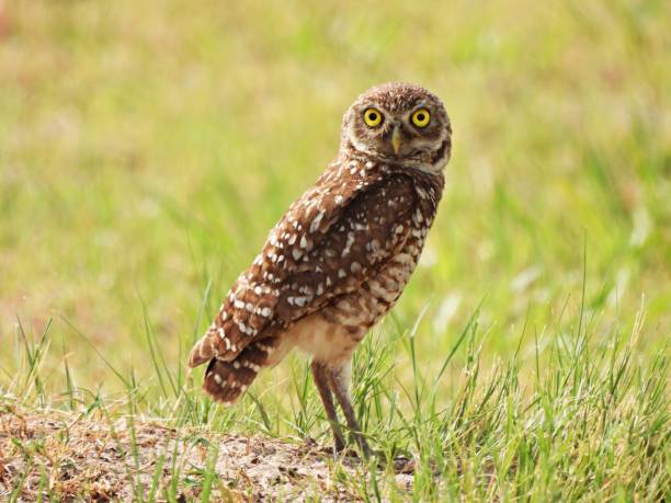istock Burrowing Owl (Athene cunicularia) - resting in the high grass 2155432918