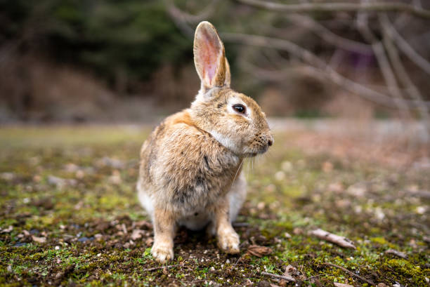 istock Wild rabbits on Okunoshima Island, Hiroshima, Japan. 2155433230