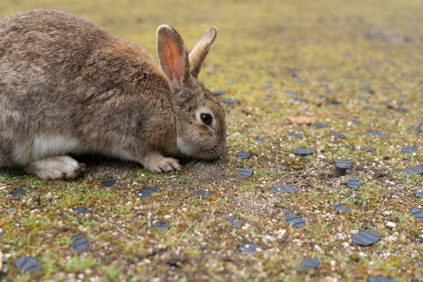 close up of rabbit