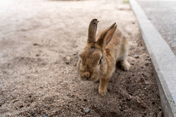 istock Wild rabbits on Okunoshima Island, Hiroshima, Japan. 2155433620