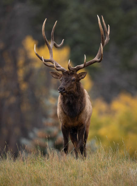 Bull elk during the rut in autumn