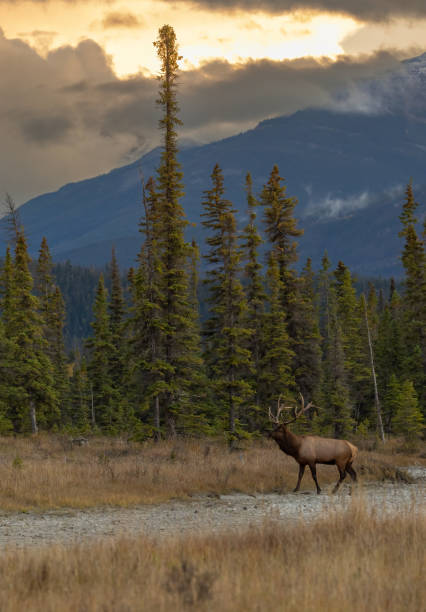 istock Bull elk during the rut in autumn 2155433957