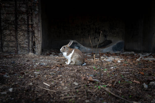 istock Wild rabbits on Okunoshima Island, Hiroshima, Japan. 2155433978