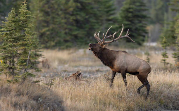 istock Bull elk during the rut in autumn 2155434001