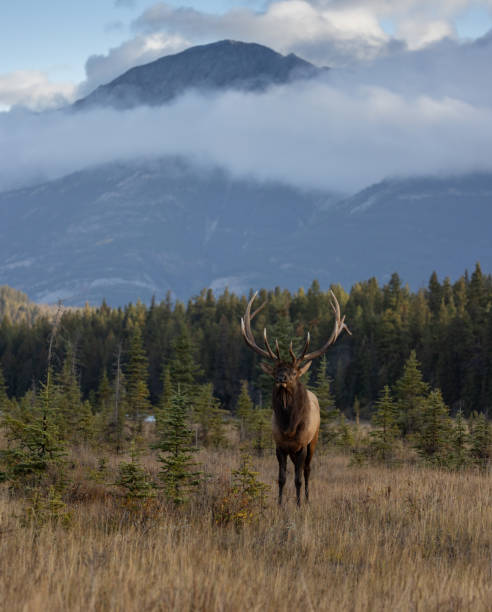 istock Bull elk during the rut in autumn 2155434011