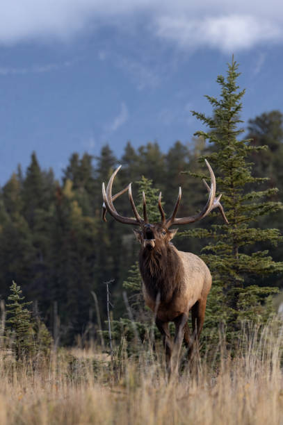 istock Bull elk during the rut in autumn 2155434030