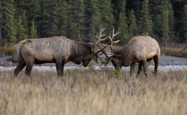 istock Bull elk during the rut in autumn 2155434037
