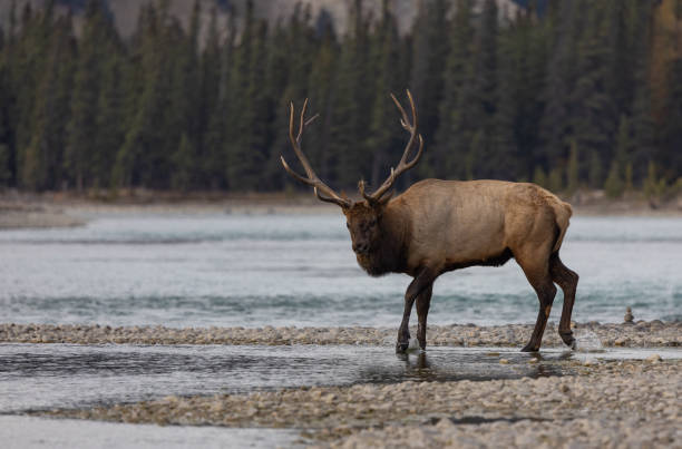 istock Bull elk during the rut in autumn 2155434315