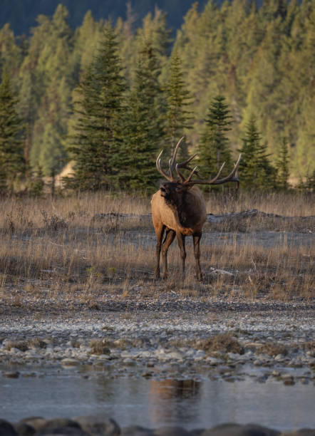 istock Bull elk during the rut in autumn 2155434318