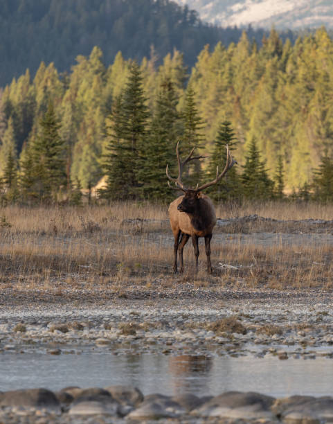 istock Bull elk during the rut in autumn 2155434357
