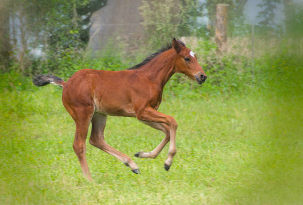 Young horse outside