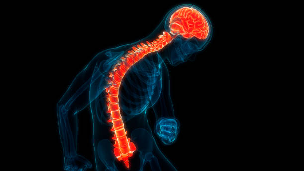 istock Central Organ of Human Nervous System Brain Anatomy 2155438131