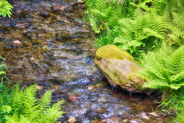 The view of the moss valley in Jangjeon Valley in Pyeongchang, Gangwon Province