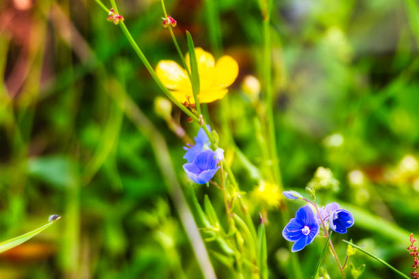 Spring on the Rennsteig in the Thuringian Forest