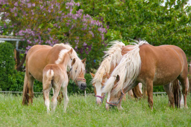 a herd of beautiful Haflinger horses, mares with their cute foals