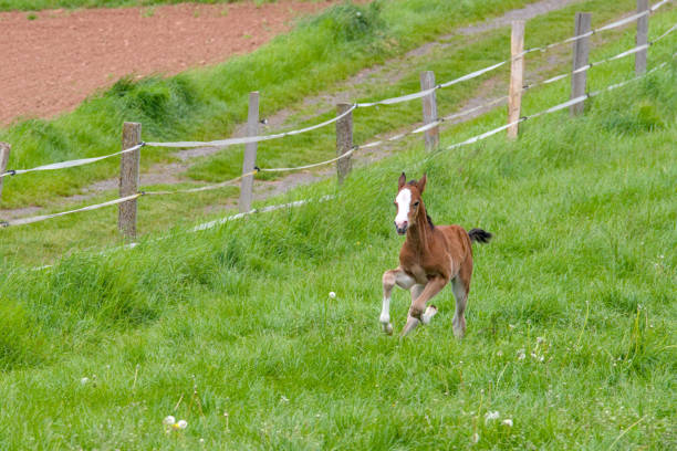 istock a pretty young chestnut foal is running in the meadow 2155441273
