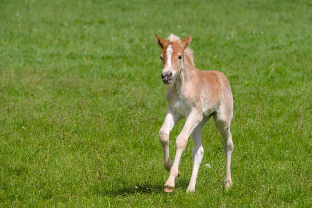 istock a pretty young Haflinger foal is running in the meadow 2155441405