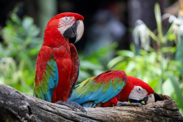 istock Close up head the red macaw parrot bird in garden 2155442293