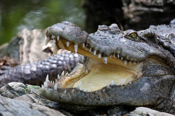 istock Close up crocodile is action show head in garden 2155442332
