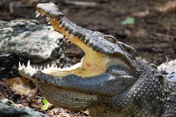 istock Close up crocodile is action show head in garden 2155442334