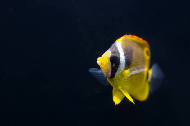 Photo of Raccoon butterflyfish, a juvenile saltwater fish, against a black background.