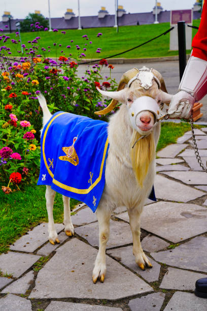 Quebec City,CanadaSeptember 4,2023-Batisse,the Goat Mascot of the Royal 22nd Regiment along with his master officer of the regiment at the outer gates of the Citadel of Quebec,Quebec City,Canada