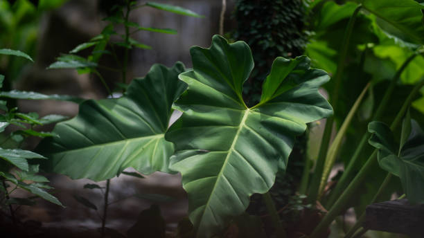 istock Green leaves pattern abstract background. evergreen leaves with wallpaper copy space. Dark tone color in the Tropical forest environment. Concept of Natural, ecology, botanical, foliage and biology. 2155443590