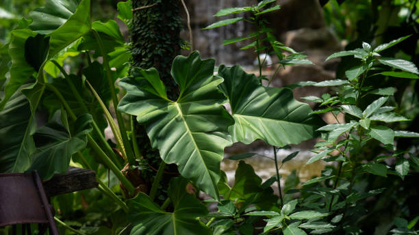 istock Green leaves pattern abstract background. evergreen leaves with wallpaper copy space. Dark tone color in the Tropical forest environment. Concept of Natural, ecology, botanical, foliage and biology. 2155443593