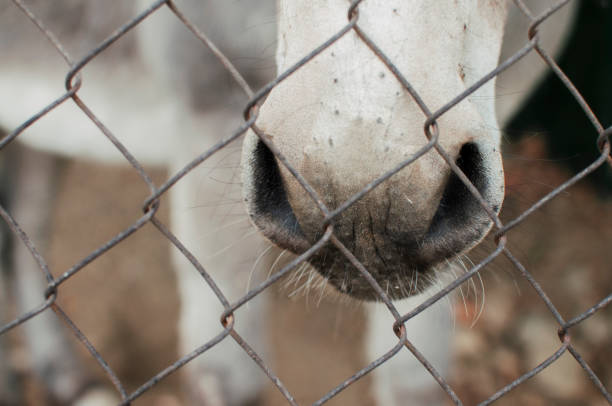 Closeup on the muzzle and eyes of a white horse