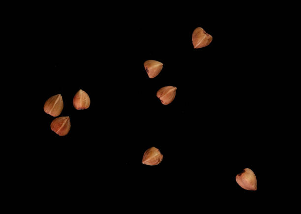 Buckwheat isolated on a black background. Close-up.