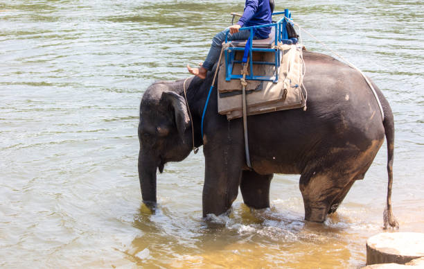 istock An elephant bathes in the river. Close-up 2155444570