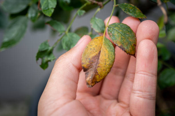istock Someone hand touching yellow rose leaves. 2155445348
